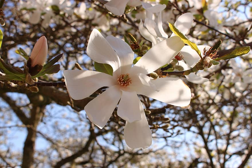 fleurs, magnolia étoilé, arbre, Floraison, printemps, pétales, fermer, fleur, plante, feuille, branche