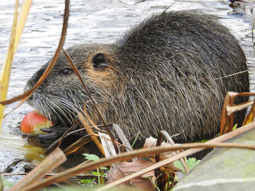 Nutria, Beaver Rat, Rodent, Nature, animals in the wild, cute, close-up, fur, small, whisker, eating