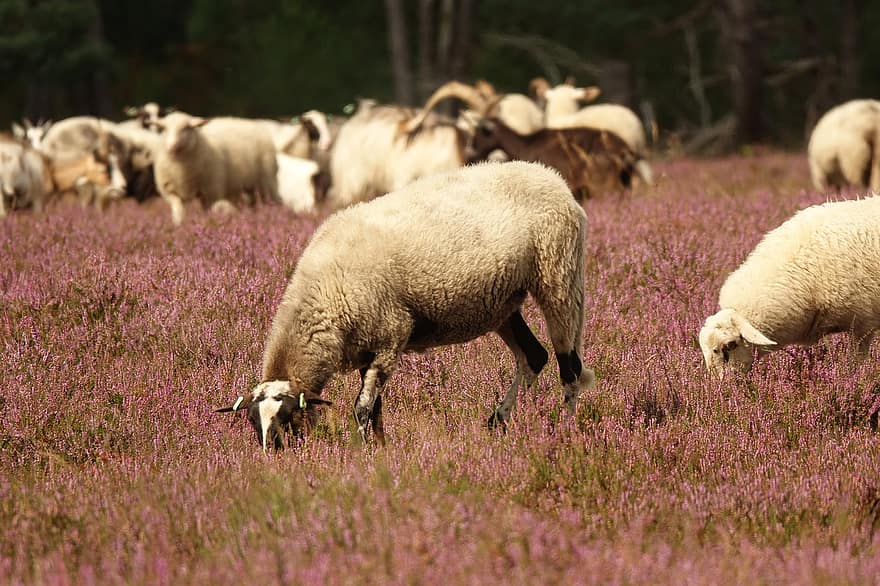 dier, schapen, natuur, wol, buitenshuis, zoogdier, soorten, farm, landelijke scène, vee, gras