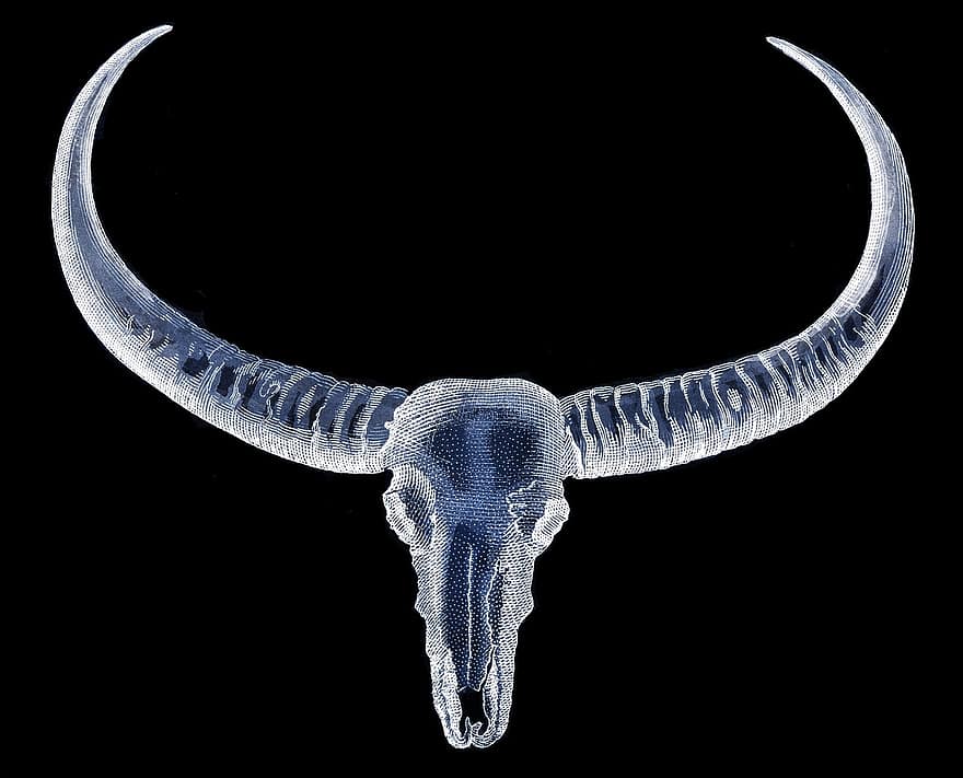 bisonte, corna, estinto, Bufalo dalle lunghe corna, osso, bufalo, animale, mammifero
