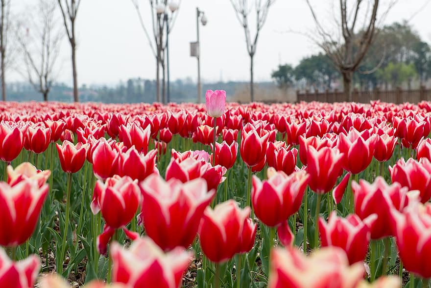 tulipány, květiny, Červené, červené tulipány, červené květy, okvětní lístky, červené okvětní lístky, květ, pole, Tulipán pole, Tulipán zahrada