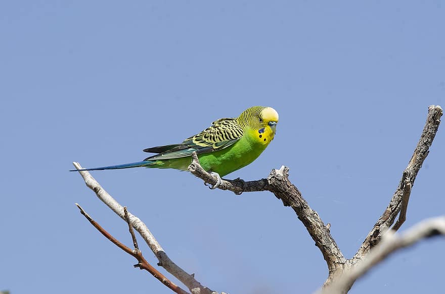 Budgie, ocell, posat, ocell verd, plomes verdes, plomatge verd, av, aviària, ornitologia, món animal, observació d'aus