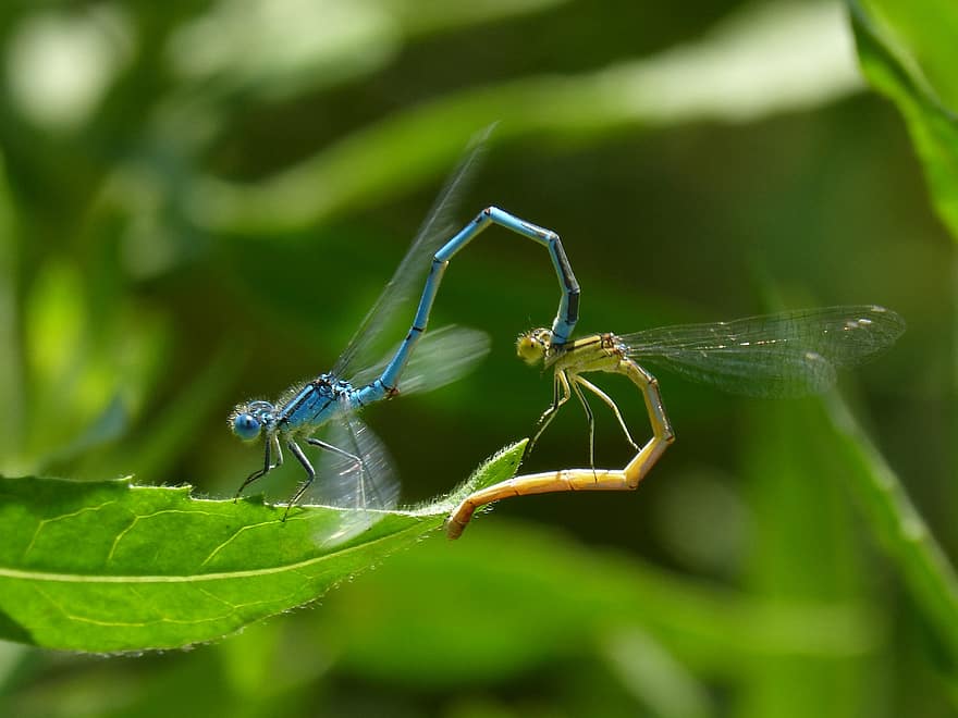 enallagma cyathigerum, libélula, libelinha, libélula azul, folha, insetos acasalando