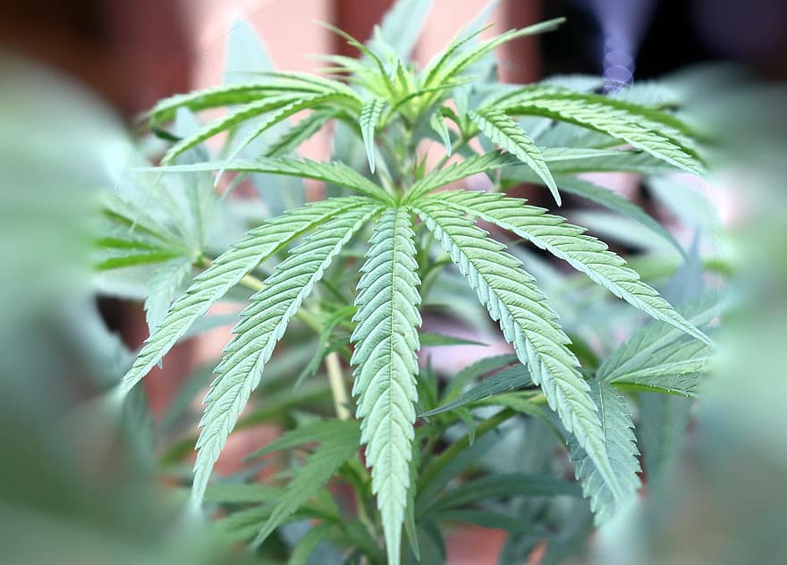 Cannabis Bush, marihuána levelek, gyom, kábítószer, lombozat, kender, mezőgazdaság