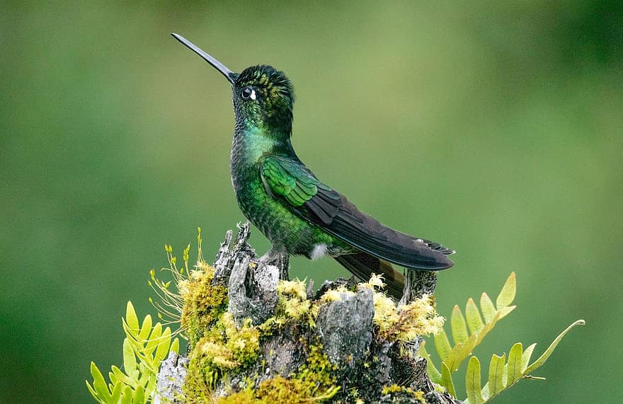 pájaro, colibrí, pico, rama, aviar, pluma, de cerca, flor, multi color, color verde, animales en la naturaleza