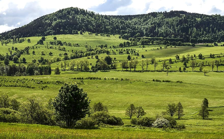 山岳、フィールド、森林、ポーランド、自然、風景、田園風景、牧草地、草、木、緑色