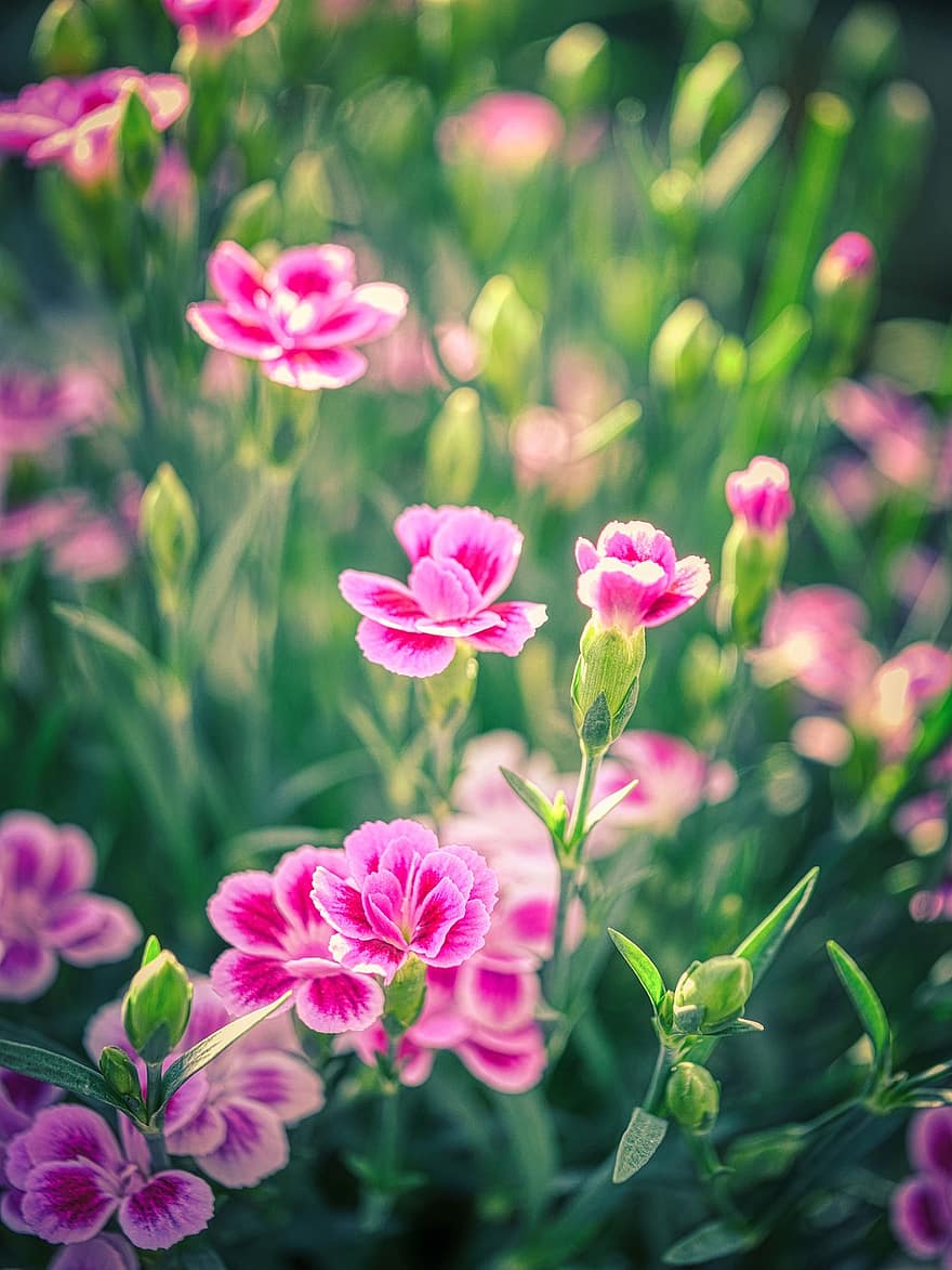ดอกคาร์เนชั่น, ดอกไม้, พืช, กานพูล, ดอกคาร์เนชั่นแขวน, ตา, ดอก, เบ่งบาน, ฤดูใบไม้ผลิ, ธรรมชาติ, ทุ่งหญ้าดอกไม้