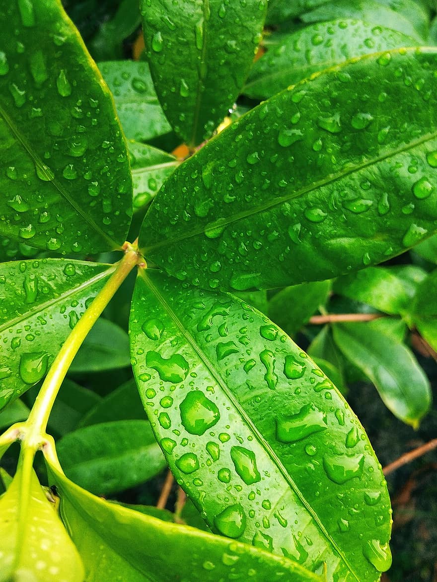 bladeren, druppels, regen, water, weer, druppeltjes