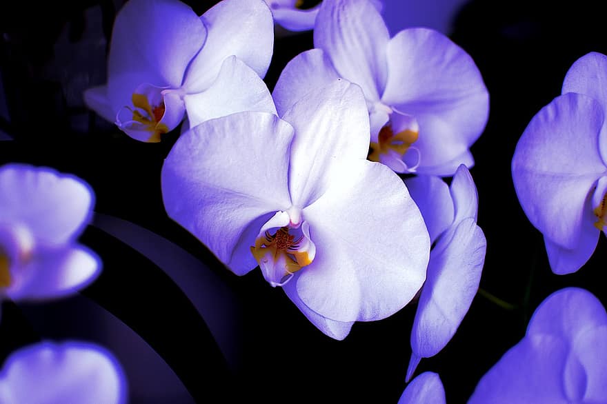 orquídies, flors, orquídies morades, pètals, pètals morats, florir, flor, flora, planta, naturalesa