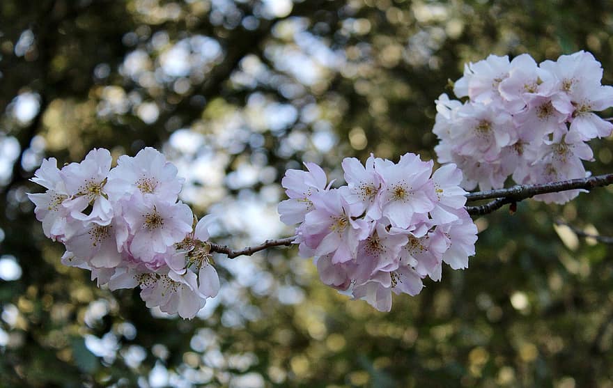 jaro, třešňové květy, květiny, Příroda, krajina, růžové květy, flóra