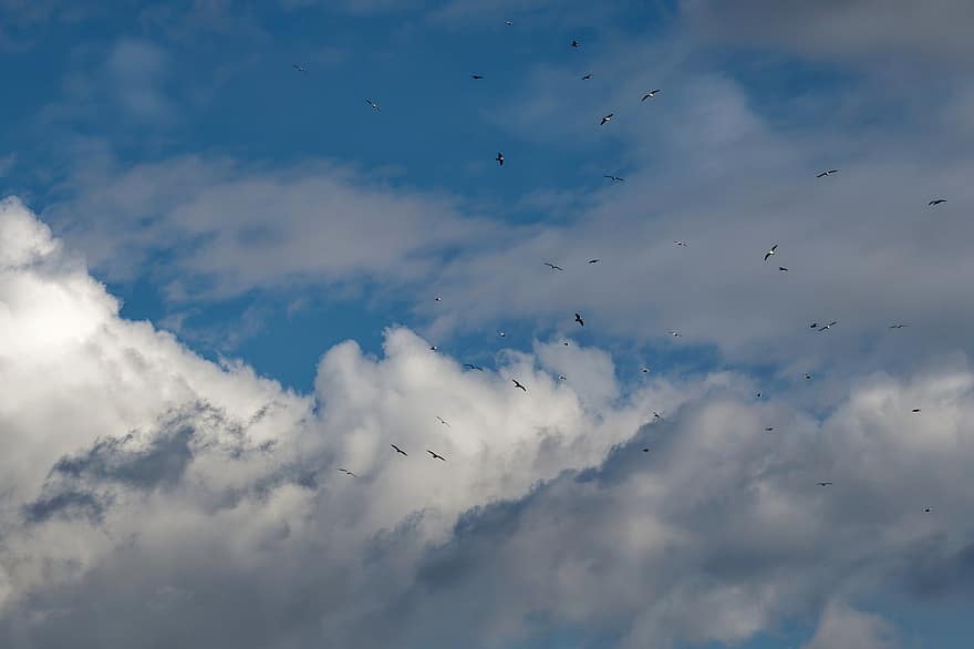 madarak, nyáj, ég, repülő, felhők, gomolyfelhő, természet, állatok, repülési, kék, háttérrel