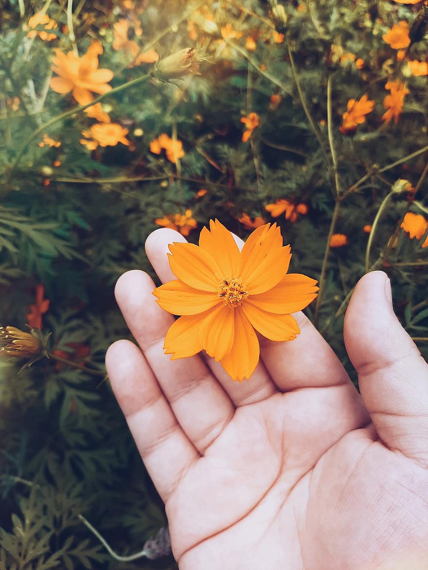 Cosmos, Orange Flower, Garden, Meadow