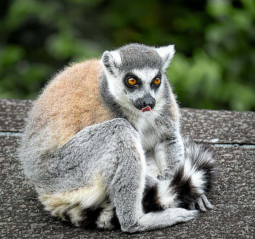 ring-tailed lemur, abe, primat, dyreliv, pattedyr