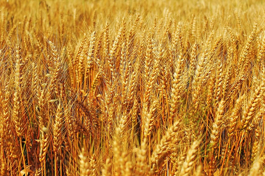 lúa mạch, cánh đồng, màu vàng, vàng, ngũ cốc, Thiên nhiên, mùa gặt, mùa vụ, nông nghiệp, phong cảnh