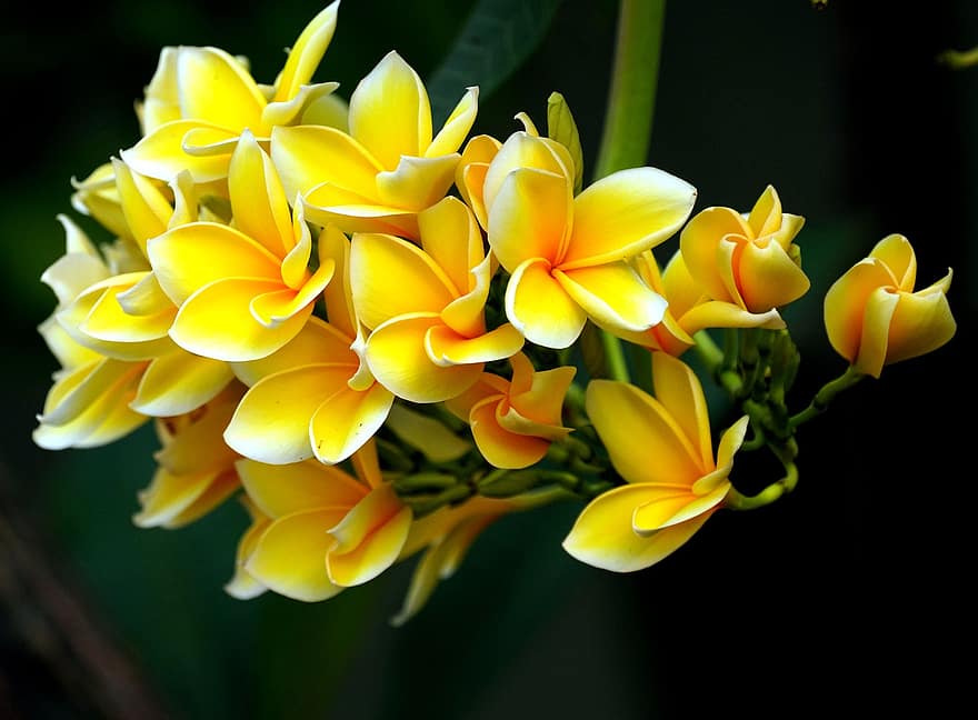 plumerias, màu vàng, bông hoa, hệ thực vật