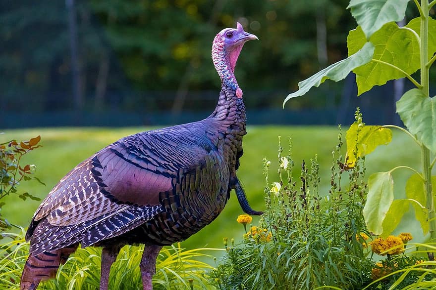Турция, животно, птица, природа, на открито, заден двор, перушина, клюн, hd тапет