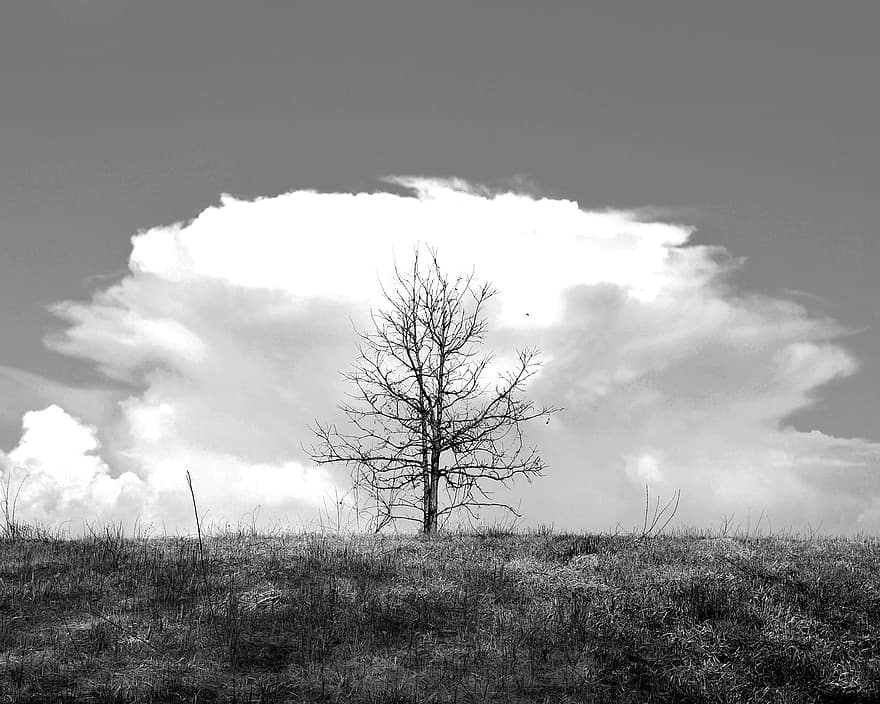 arbre, champ, monochrome, seul, herbe, Prairie, prairie, paysage, la nature, des nuages