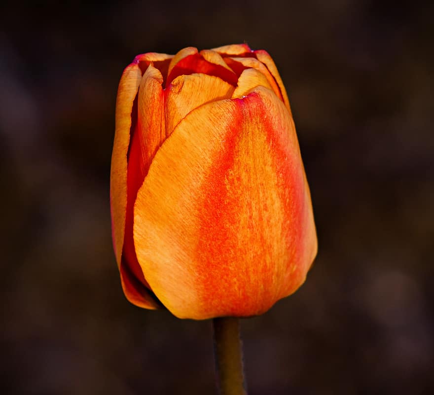 tulipano, fiore, pianta, petali, fioritura, flora, primavera, natura, avvicinamento, testa di fiore, petalo