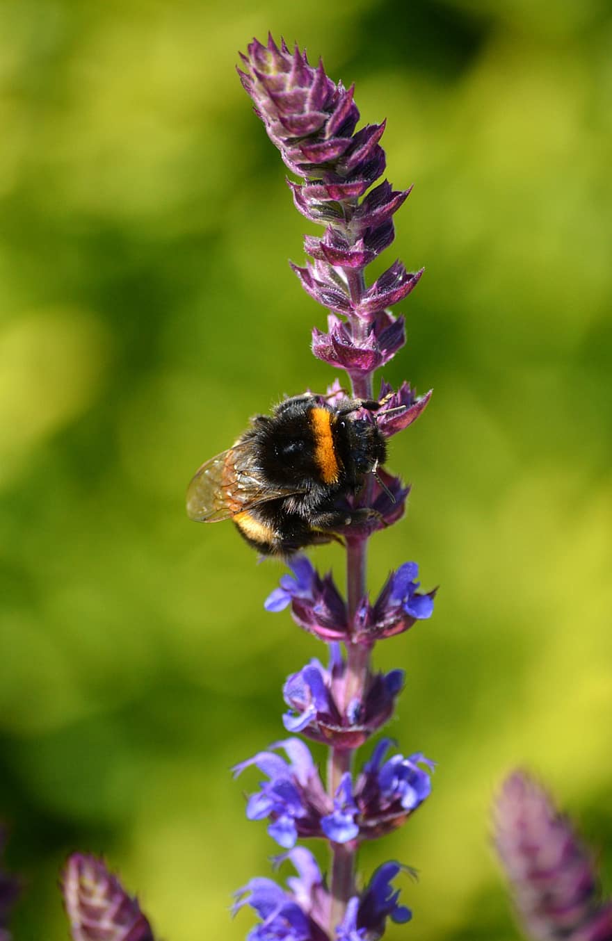 những bông hoa tím, Bumblebee có đuôi, thụ phấn, con ong, vĩ mô, đóng lại, côn trùng, hoa, bông hoa, cận cảnh, mùa hè