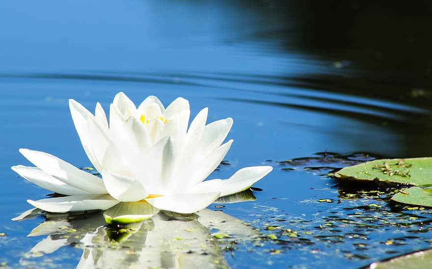 Lilia wodna, bagno, woda, Natura, staw, klacz, kwiat, biały kwiat, lotos, rośliny wodne, jezioro