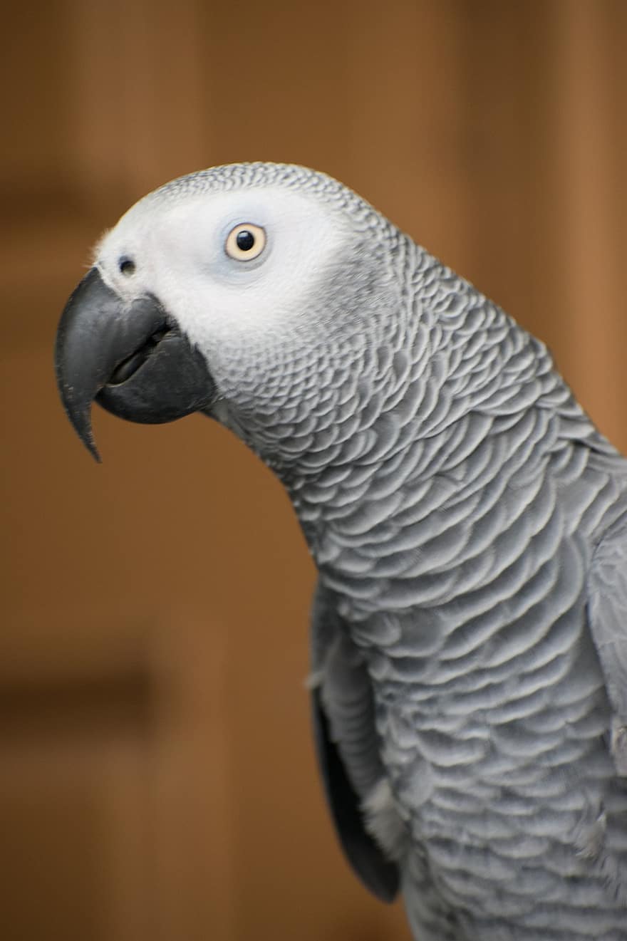 grå papegoja, afrikansk grå papegoja, papegoja, congo grå papegoja, congo african gray papegoja, fågel, sällskapsdjur, avian, djur-, Mellanstor papegoja, psittacus erithacus