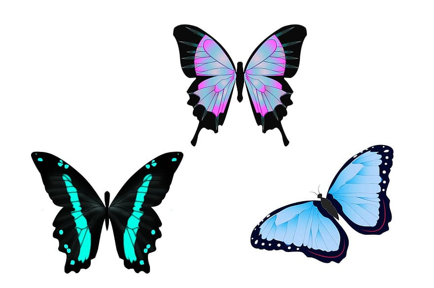 пеперуди, илюстрация, чертеж, цветове, стена, цвят, тропическа, рисувам