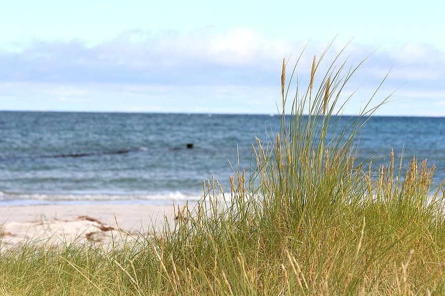 playa, costa, hierba, apuntalar, línea costera, arena, naturaleza, isla, mar, oculto