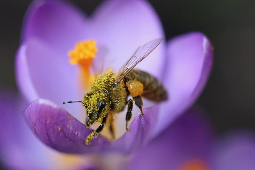 mehiläinen, krookus, siitepöly, hunajamehiläinen, hyönteinen, pölyttää, pölytys, heteet, luonto, Hymenoptera, hyönteistiede