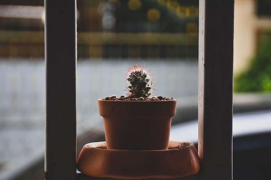 cactus, suculent, planta, olla, planta de test, pics, finestra