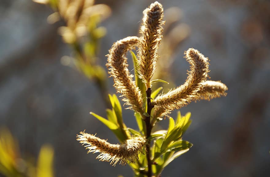 Salix Udensis, ботаніка, Рослина, зростання, верба, джива, гілочка, впритул, літо, лист, макрос
