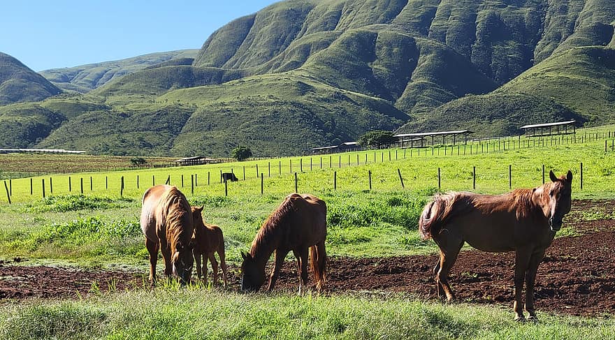 cavalls, camp, muntanyes, animals, pasturatge, naturalesa, herba, prat, rural, a l'aire lliure, Fazenda Serra Da Canastra