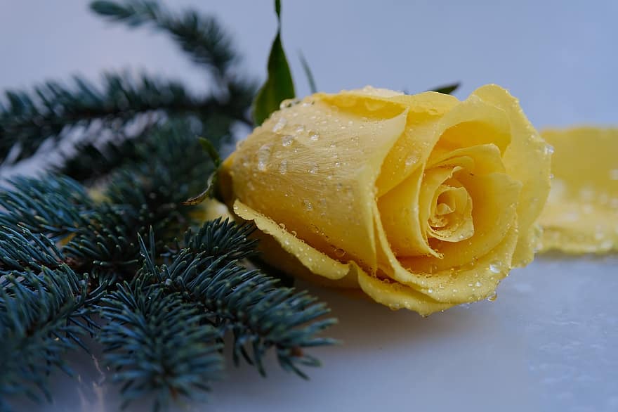 zimowy, wakacje, Boże Narodzenie, ornament, kwiat, Róża, żółty, fenyőág, mróz, lód, po prostu dodaj wodę