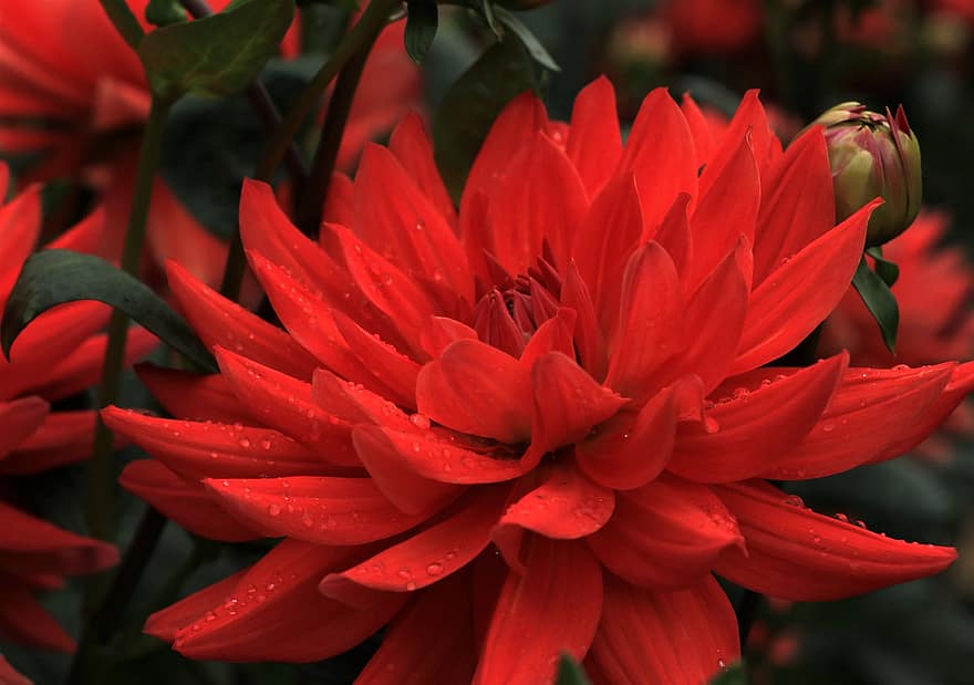 लाल डाहलिया, लाल फूल, मेक्सिको का रंगीन फूलों का बड़ा पौधा, फूल, फूल का खिलना, वनस्पति, बगीचा, प्रकृति
