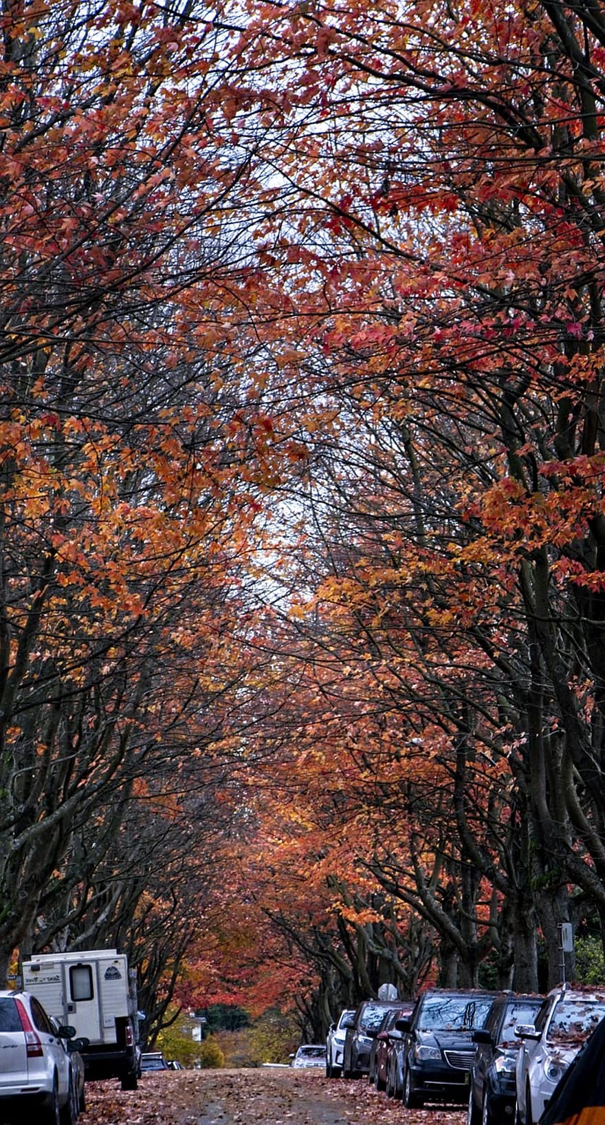 ruduo, medžiai, gatvė, rudenį, kelias