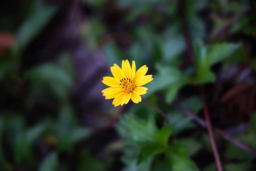 Kiinalainen Wedelia, kukka, kasvi, Wedelia Chinensis Merrill, keltainen kukka, terälehdet, kukinta, lääkekasvi, luonto