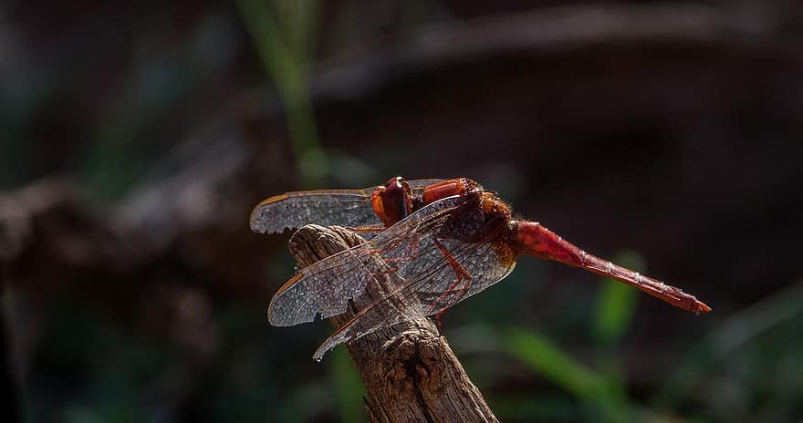 λιβελούλα, έντομο, ξύλο, κόκκινο dragonfly, παρασκήνια, φύση, closeup, των ζώων