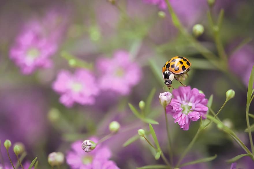 Ladybug, Flowers, Insect, Nature, Beetle, Blossom, Bloom, Plant, Red, Close Up, Garden