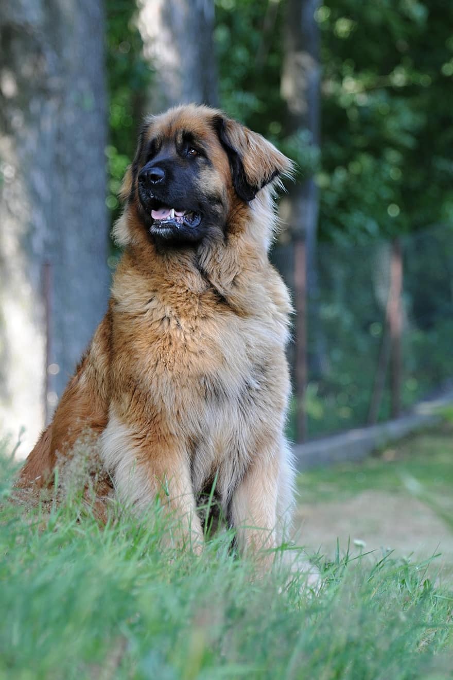 Leonberger, Hund, Haustier, Sandy Leonberger, Tier, Säugetier, Haushund, Riesenhund, süßer Hund