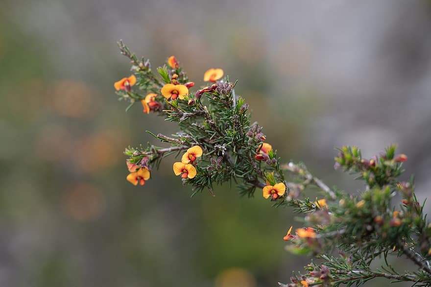 Parrot-pea yang mencolok, bunga, menanam, Dillwynia Sericea, fabaceae, tanaman berbunga, belukar, seorang Australia, bunga liar