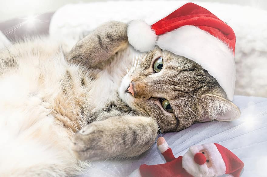 кішка, домашня тварина, Різдво, капелюх Санта, червоний, лялька, брехня, домашня кішка, котяче обличчя, кошеня, скумбрія