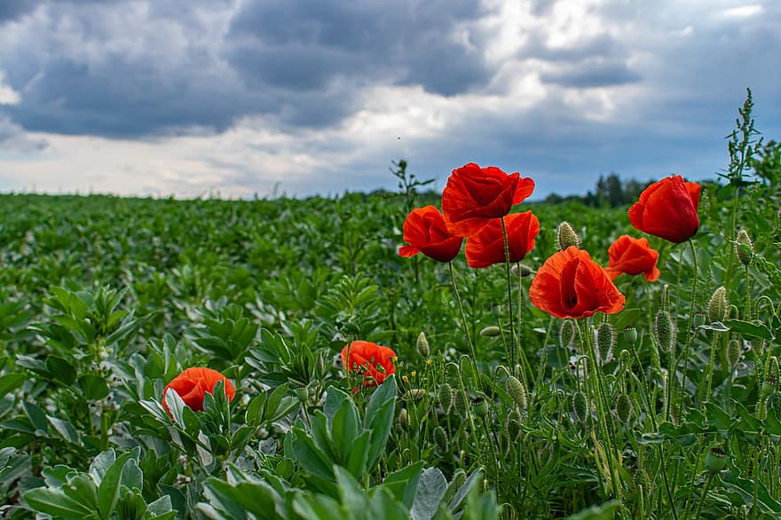 poppy, felt, Edge Of The Field Valmueblomster, valmuer, røde blomster
