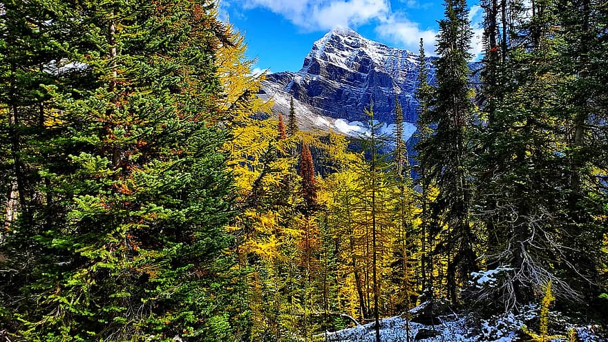 Banff, joki, metsä, vuoret, järvi, Alberta, Kanada, luonto, lumi, talvi-
