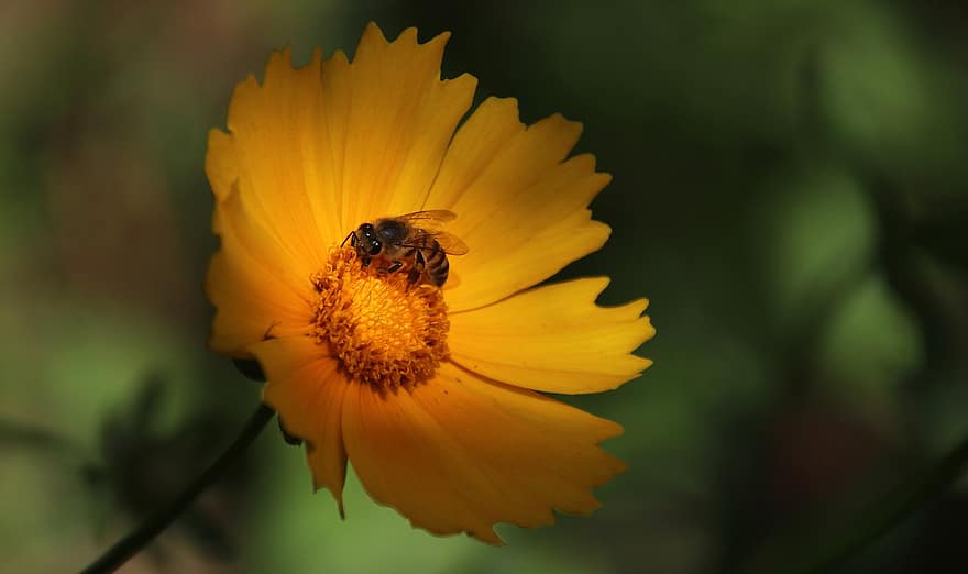 бджола, комаха, запилюють, запилення, квітка, пелюстки, цвітіння, крилате комаха, крила, природи, перетинчастокрилі