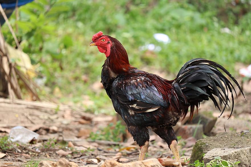 høne, kylling, fjerkræ, fugl, Kerala, æg, gård, rede, dyr, hane, ung