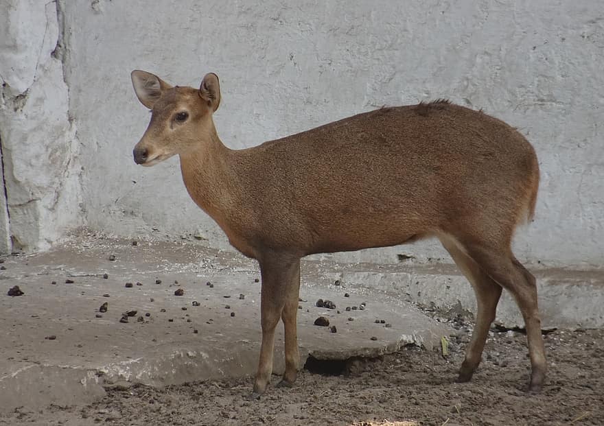 индийский боров олень, олень, животное, Hyelaphus Porcinus, боров олень, живая природа, млекопитающее, копытный, копытное, природа