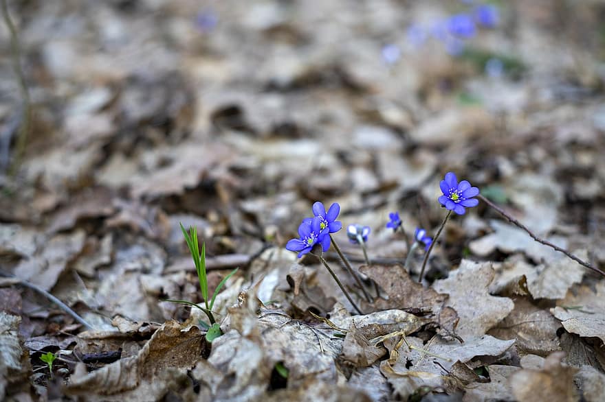 スミレ、野の花、紫色の花、春、自然