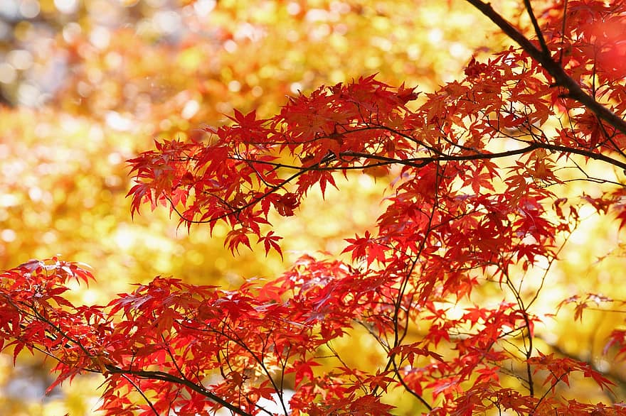 葉、枝、木、もみじ、楓葉、紅葉、シーズン、自然、カラフル、ゴールデン、秋