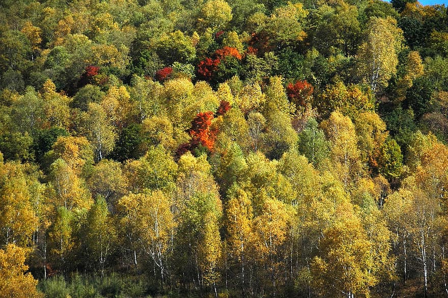 copaci, pădure, munţi, coastă de deal, culorile toamnei, toamnă, galben, copac, frunze, sezon, multi colorate