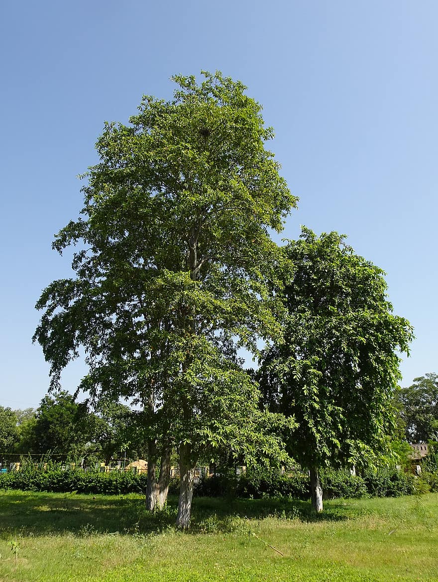 træ, natur, udendørs, Arjuna træ, terminalia arjuna