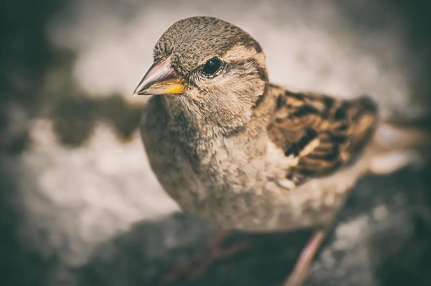 Sparrow, Bird, Sperling, Nature, Animal, Songbird, Garden, Birdie, Plumage, Feather, Cheeky